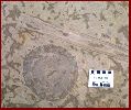 Narthecoceras, Cystostroma.