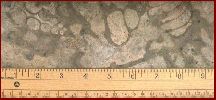 Loxonema, Hormotoma, Grewingkia, Annelids?