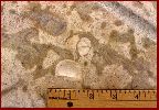 Megamyonia, Thalassinoides, Annelids?