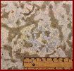 Palaeophyllum, Thalassinoides, Annelids?
