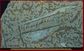 Fossiliferous Tyndall Stone Slab.