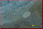 Saffordophyllum, a Tabulate Coral, Brachiopod.