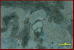 Loxonema, a Gastropod.