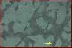 Thalassinoides, Annelids?, both Trace fossils (Ichnofossils)