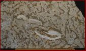 Fossiliferous Tyndall Stone Slab.