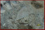 Chaetetes, Annelids?,  Armenoceras.