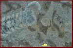 Chaetetes, Thalassinoides, Annelids?, Grewingkia, Saffordophyllum, Crinoid arms.